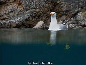 seagull by Uwe Schmolke 